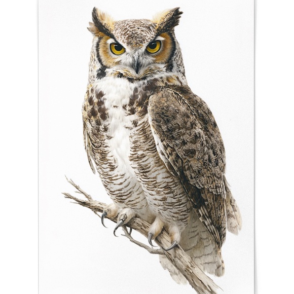Watercolor Great Horned Owl Portrait Wall Art Print, Unframed - Woodland - Picture 2 of 6